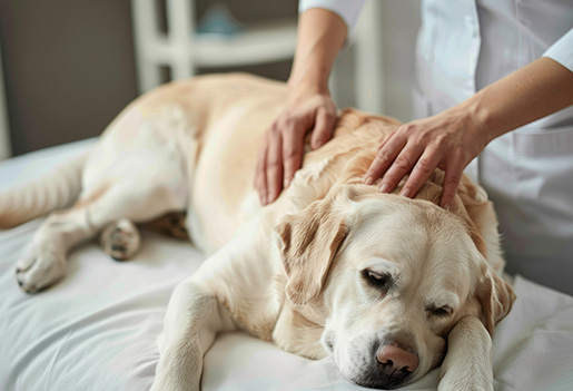 a veterinarian provides care by gently massaging a sleepy labrador retriever on a bed this scene emphasizes animal wellness and health in three key ways
