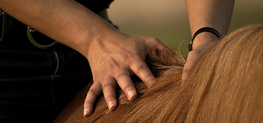 black dog receiving a temperature check with a digital thermometer on a green table veterinary care for pets two health indicators
