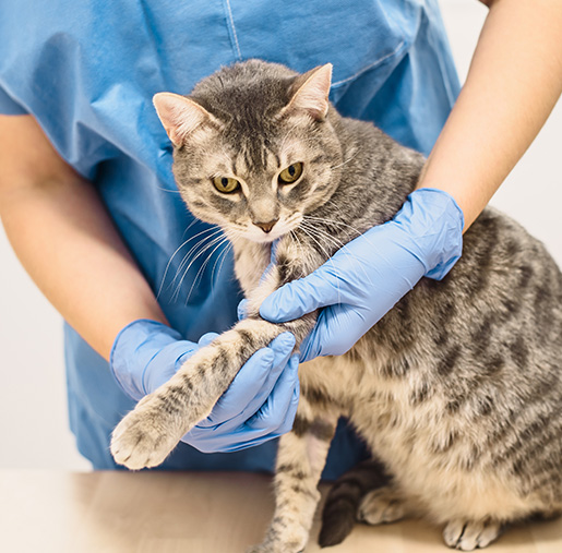 person in blue gloves holding a gray tabby cat at a veterinary clinic featuring seven different cat care techniques
