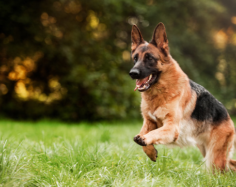 German shepherd dog running in grass enjoying outdoors playful three colors