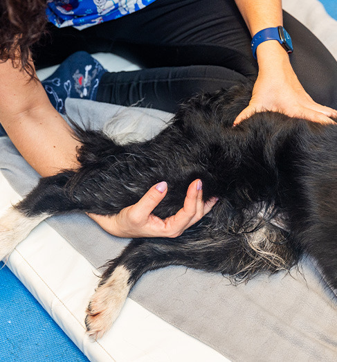 person touching the tail of a dog on a green mat demonstrating care for pets two dogs