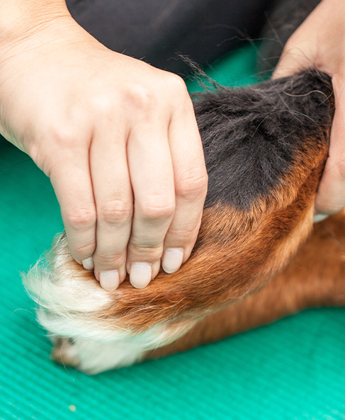 person gently massaging a dog's leg for relaxation and comfort in a caring environment