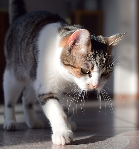 a domestic cat walking indoors in bright sunlight highlighting its features and fur with a playful demeanor and curious expression showcasing the beauty of cats 2 times