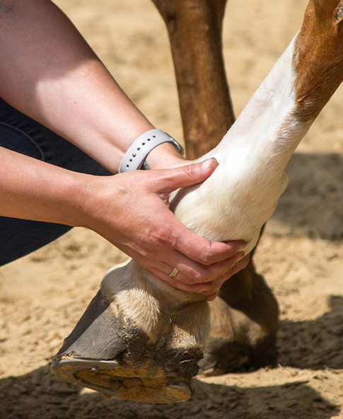 person examining a horse's leg and hoof with care to ensure proper health and support 3 essential steps to horse care