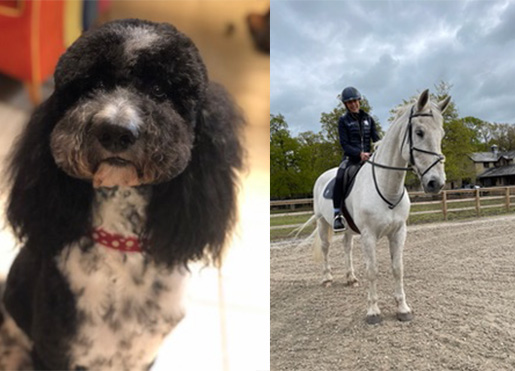 dog with curly black and white fur sitting next to a person riding a gray horse in an outdoor setting equestrian activity featuring both animals and a pet